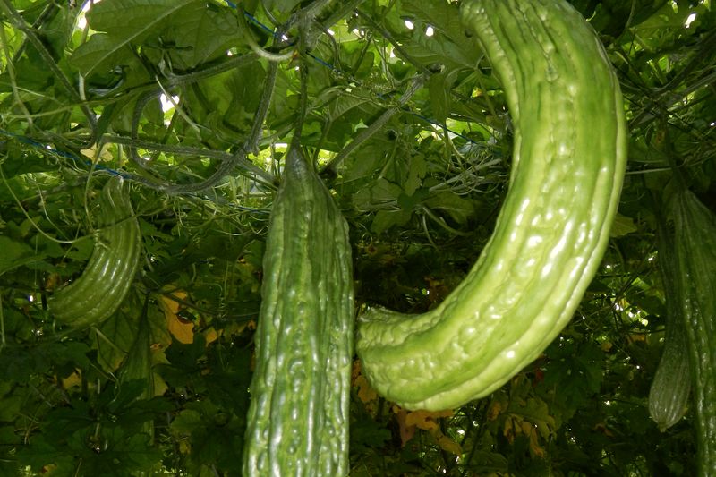 Long Bitter Melon