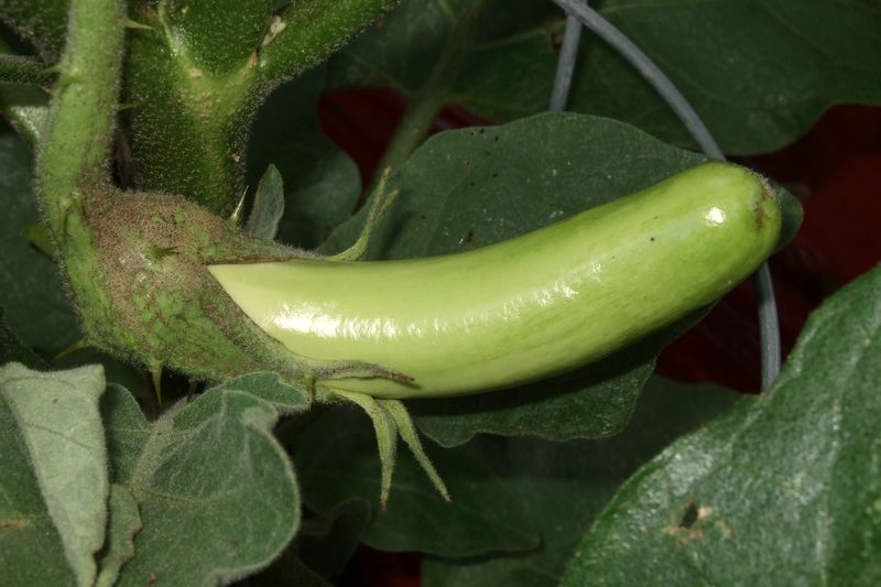 Thai Long Green Eggplant