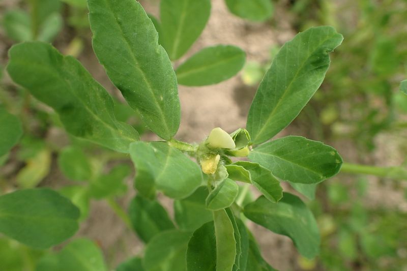 Fenugreek
