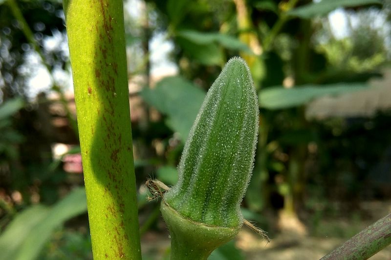 Okra — Clemson Spineless